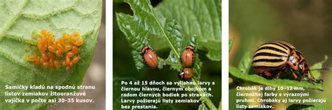 Schéma vzťahov v ekosystéme záhrady: predátor - škodca - rastlina