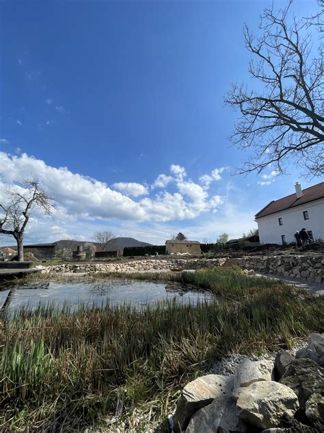 Schéma rastu a typické znaky borievky čínskej v záhradnej architektúre