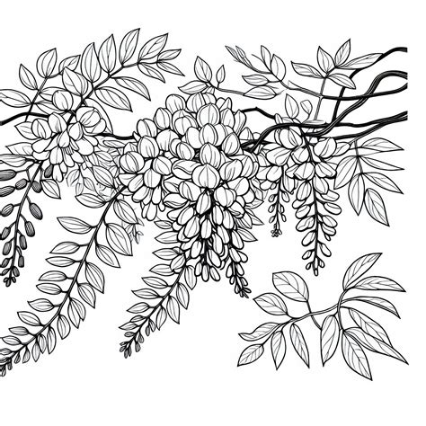 Ilustrácia rastliny Wisteria s detailom kvetov