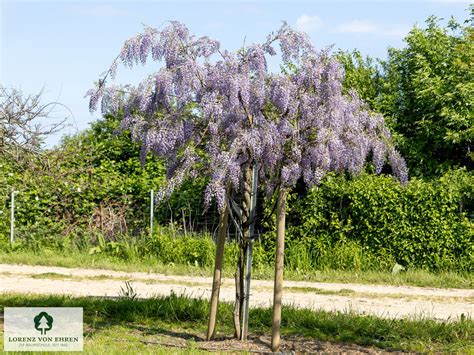 Detail kvetov Wisteria sinensis