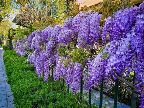 Rastlina Wisteria s mulčovanou pôdou okolo bázy
