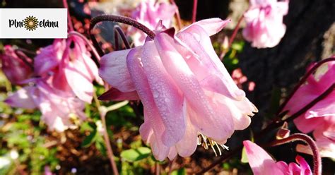 široké spektrum kvitnúcich kyslomilných rastlín v záhrade