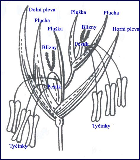 Detailná schéma kvetu a kôstkovice broskyne