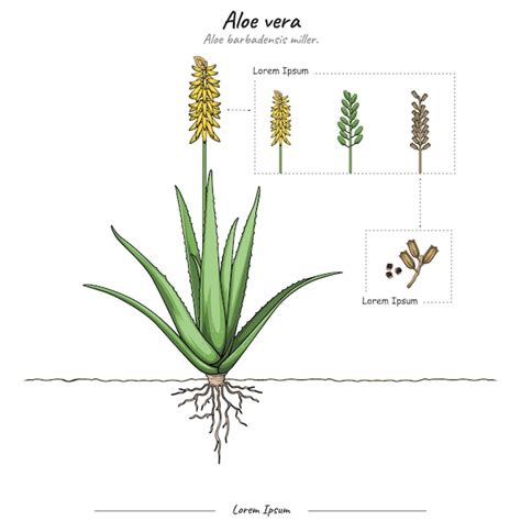 Schéma rezu listu Aloe Vera: znázornenie ochrannej šupky, žltého latexu a vnútornej gélovitej drene