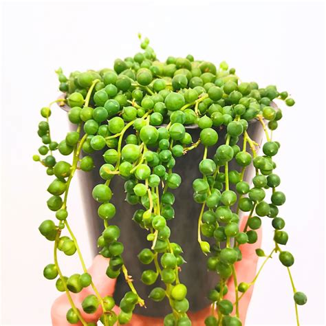 Detailná fotografia listov Senecio rowleyanus s viditeľnými 