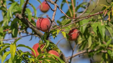 Schéma ochrany broskyne pred chorobami