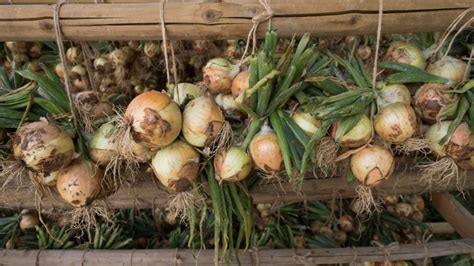 Tematické foto: Čerstvo zozbieraná cibuľa sušiaca sa na slnku