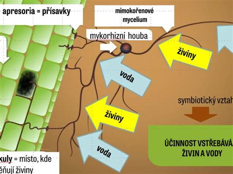 schéma znázorňující princip mykorhizní symbiózy