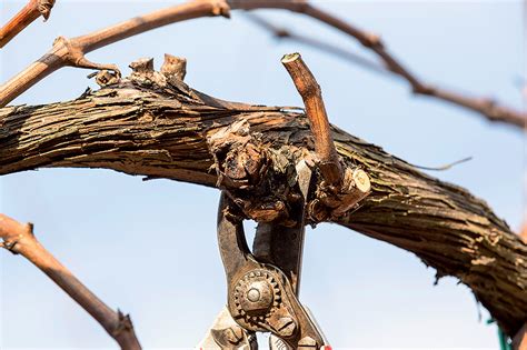 Detailná schéma rezu na prevod (odstránenie starého dreva na mladý výhon)