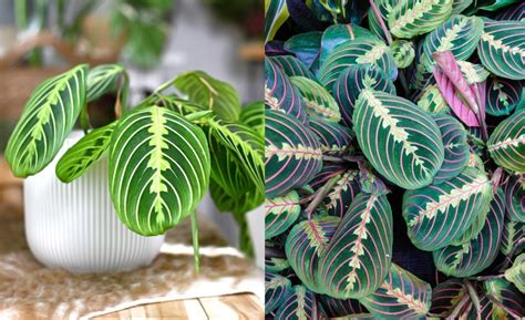 rastlina Jiaogulan s listami a kvetmi