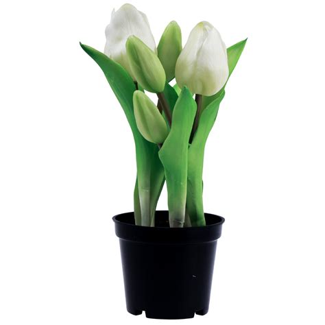 Odkvitnuté tulipány v kvetináči s ponechanými listami