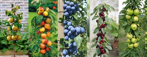 Porovnanie klasickej koruny jablone a štíhleho stĺpovitého tvaru v záhrade