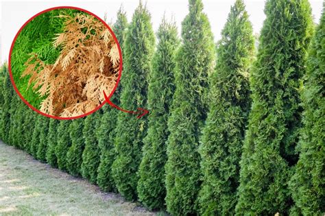 Ilustrácia rôznych škodcov napádajúcich tuje