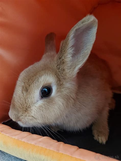 Tematické foto: Dospelý králik a mláďatá