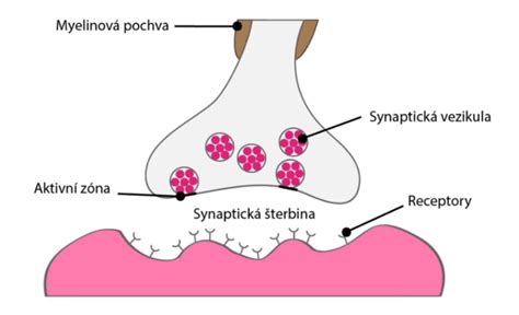 infografika/schéma: mechanizmus účinku antidepresív na neurotransmitery