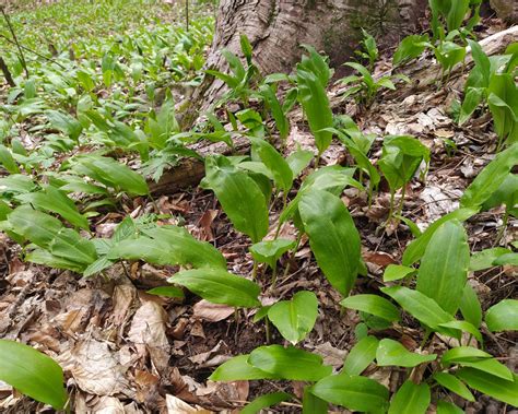Tematické foto: medvedí cesnak v lese