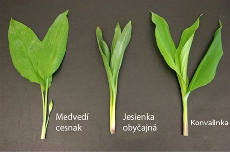 Schéma: Rozdiely medzi medvedím cesnakom, konvalinkou a jesienkou