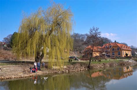Tematické foto: Smútočná vŕba pri vodnej ploche