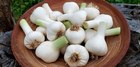 Slovenský cesnak na poli alebo čerstvo zozbieraný