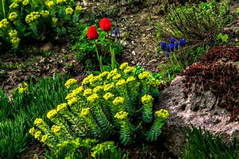 Ilustrácia rôznych druhov jarných cibuľovín vhodných do nádob.