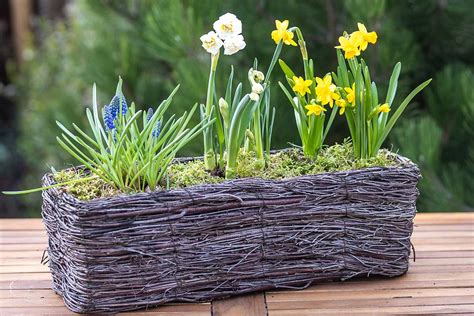 Ukážka nádoby s odkvitnutými cibuľovinami, pripravenej na výsadbu letničiek.