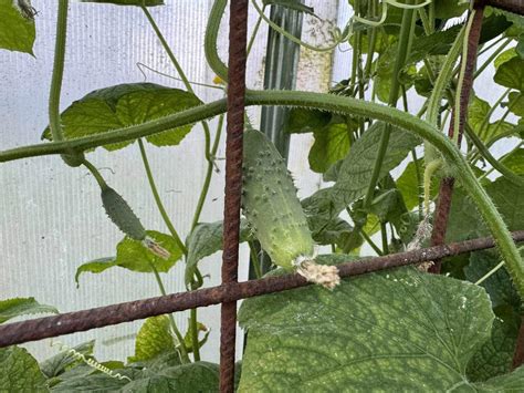 Detailný záber na list uhorky s bielym múčnatým povlakom