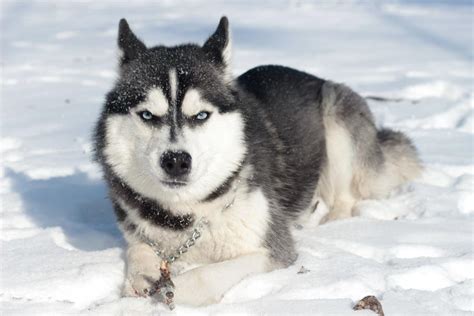 Infografika: Zdravotné predispozície sibírskeho huskyho