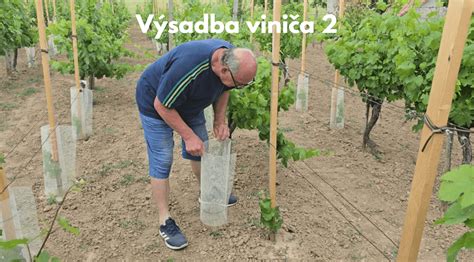 fotografia: správna výsadba mladej sadenice viniča