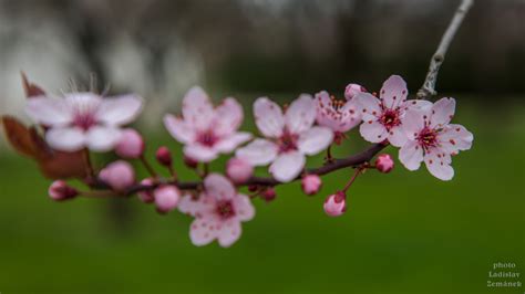 Tematické foto japonských čerešní sakura v kvete