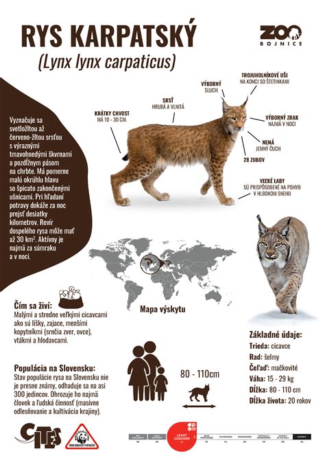 Infografika s obrázkami rôznych odrôd sakury a ich kvetov