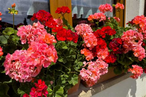 Tematické foto: kvitnúce muškáty na balkóne