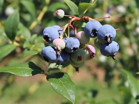 Zrelé plody kanadskej čučoriedky Hortblue Petite na kríku