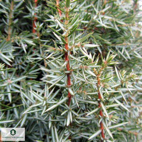 vizuálna prezentácia kultivaru Juniperus communis 'Hibernica' v záhradnom dizajne