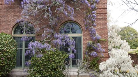 Mladá rastlina vistérie vysadená v záhrade