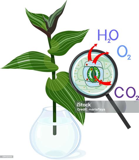 Schéma znázorňujúca účinok VITALITY KOMPLEXu na rastlinu a pôdu