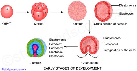 Schéma embryonálneho vývinu: zygota, morula, blastula, gastrula a neurula