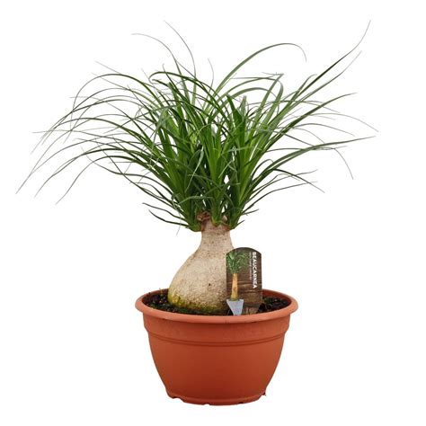 Schéma rastliny Beaucarnea recurvata s označením kaudexu (kmeňa) ako zásobárne vody
