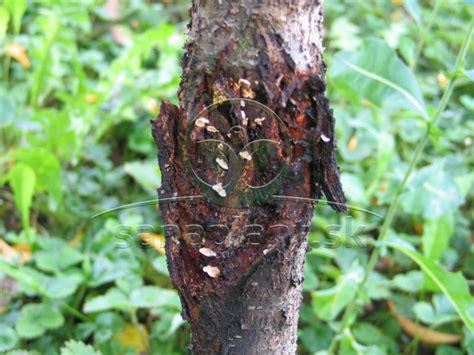 Odlupujúca sa kôra na kmeni jabloní s viditeľnými prasklinami