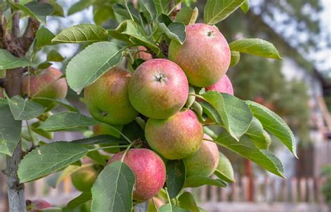 Zdravá a silná jabloň s bohatou úrodou