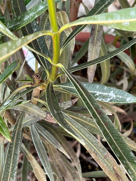 oleander s príznakmi čiernej spály na listoch