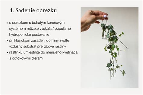 Odrezok draceny s novými korienkami zakorenený vo vode