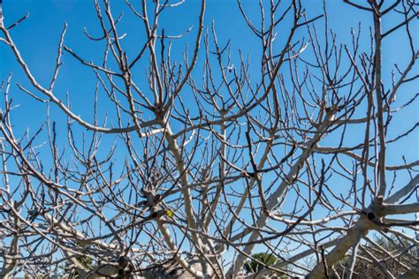 Zazimovanie mladého figovníka zakrytím