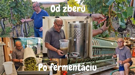 Infografika zobrazujúca jednotlivé kroky spracovania tabakových listov - od zberu po fermentáciu