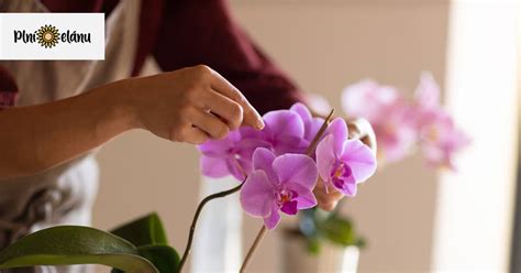 Detailný záber na odkvitnutú stonku orchidey s vyznačenými spiacimi očkami (nódami) pre správny rez