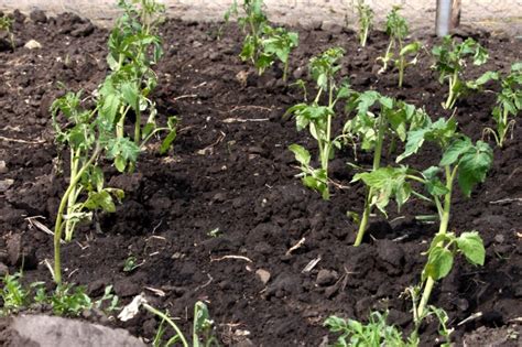 Ilustrácia semien vistérie v struku a vysievanie