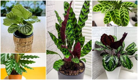 Ilustrácia rôznych druhov Calathea s ich charakteristickými vzormi listov