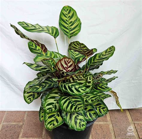 Detail listu Calathea makoyana s charakteristickým vzorom
