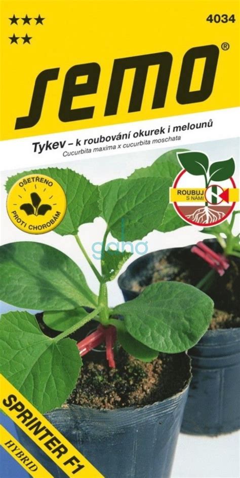 Detailná fotografia očkovacieho púčika pripraveného na štepenie