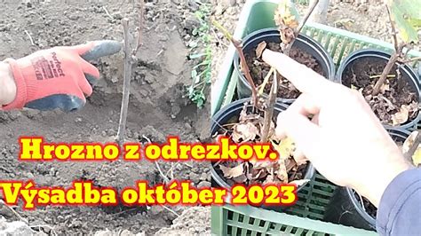 Ilustrácia rôznych typov odrezkov ríbezlí pripravených na zakorenenie