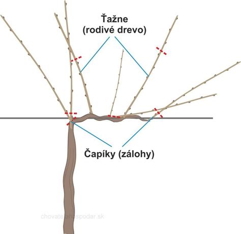 Detailná schéma rezu výhonkov aktinídie pre vyššiu úrodu